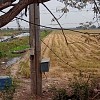 Ruộng huyện Tam Nông tỉnh Đồng Tháp