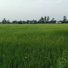 Ruộng xã Nhị Mỹ huyện Cao lãnh tỉnh Đồng Tháp gần trung tâm TP Cao Lãnh 
