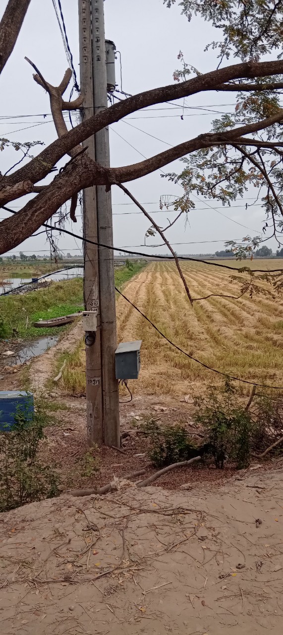 Ruộng huyện Tam Nông tỉnh Đồng Tháp