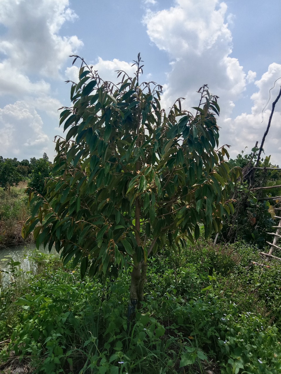 Vườn sầu riêng thanh Bình 